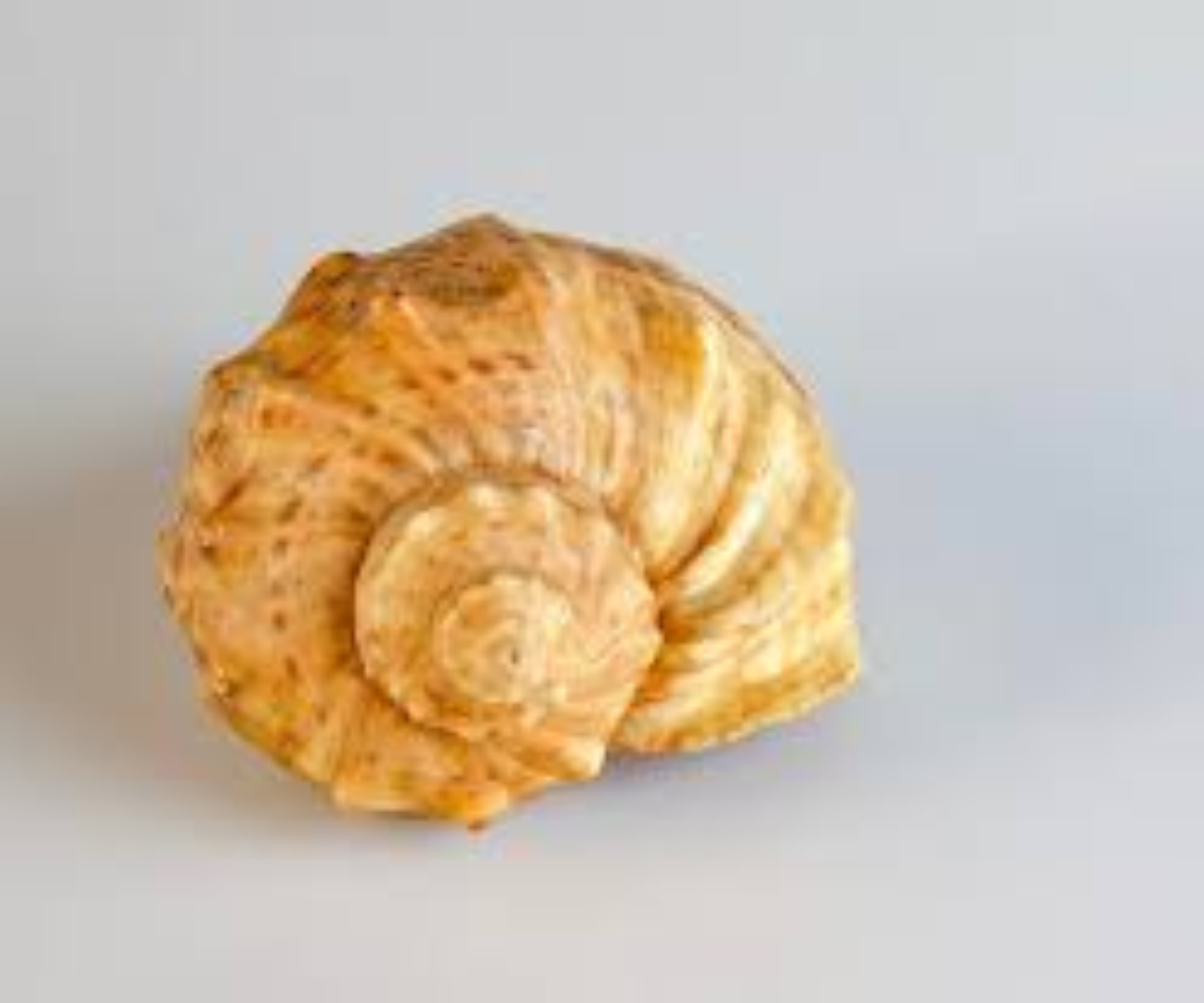 SBC EMPTY SHELL